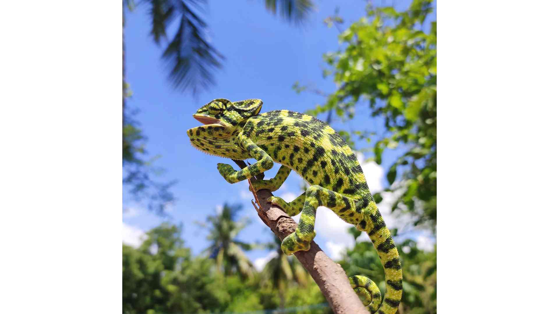 Camaleón